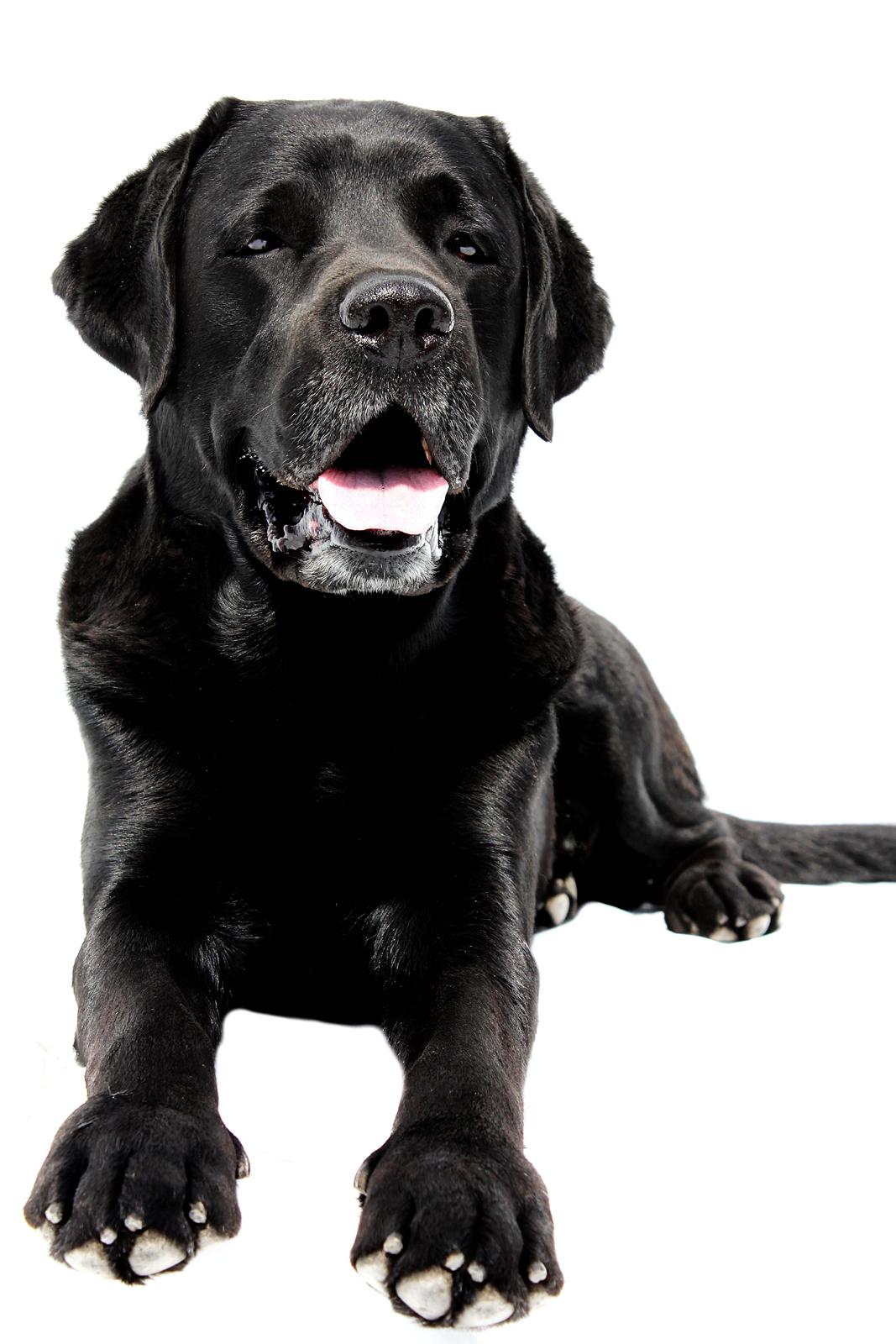 Labrador retriever Jubilant Inchgower Nevis (2003-2016) billede 5