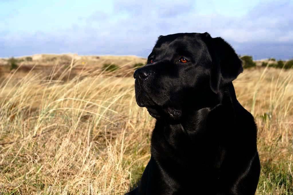 Labrador retriever Jubilant Inchgower Nevis (2003-2016) billede 11