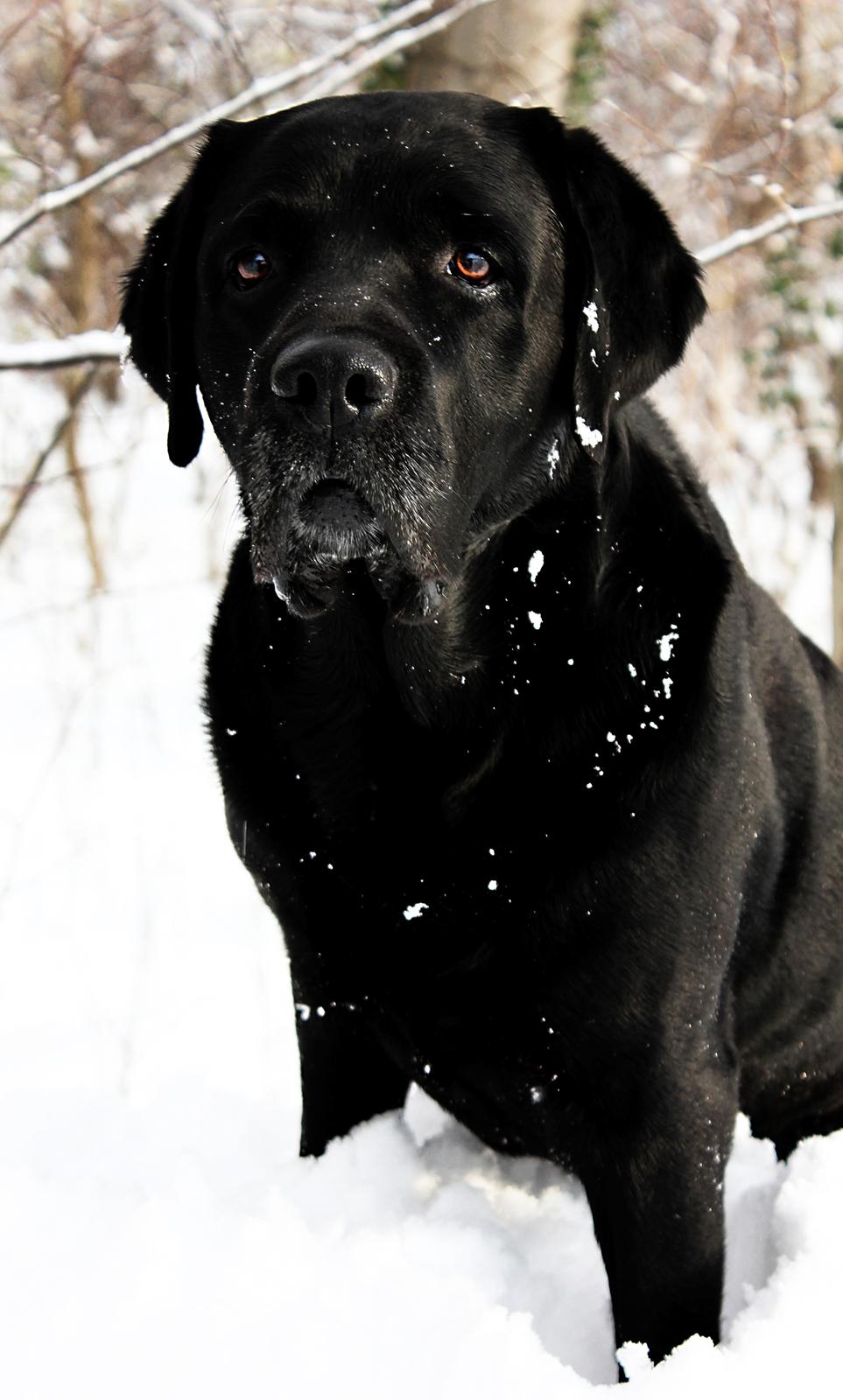 Labrador retriever Jubilant Inchgower Nevis (2003-2016) billede 12