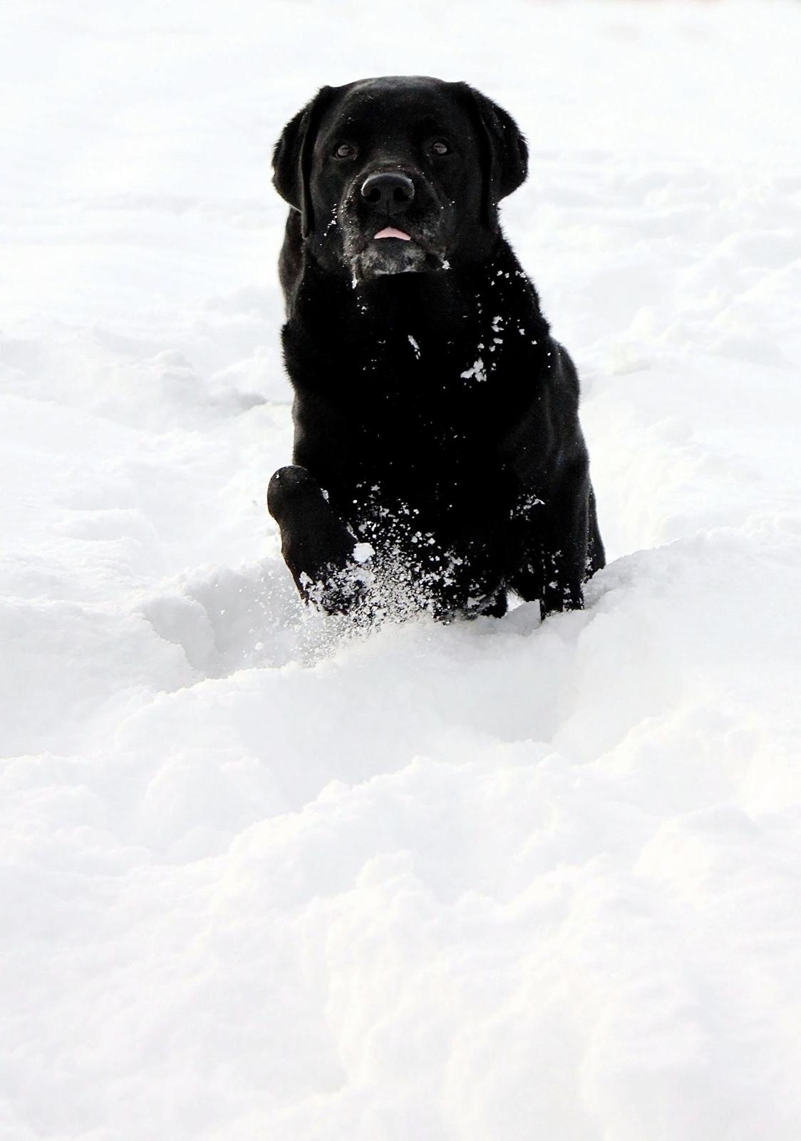 Labrador retriever Jubilant Inchgower Nevis (2003-2016) billede 13