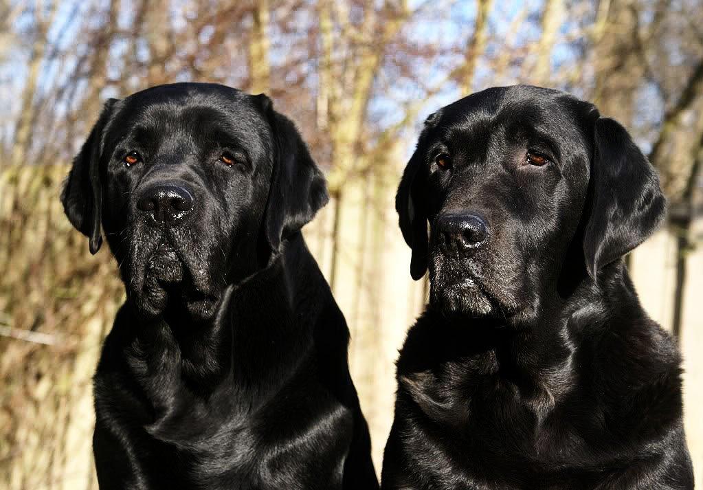 Labrador retriever Jubilant Inchgower Nevis (2003-2016) billede 14