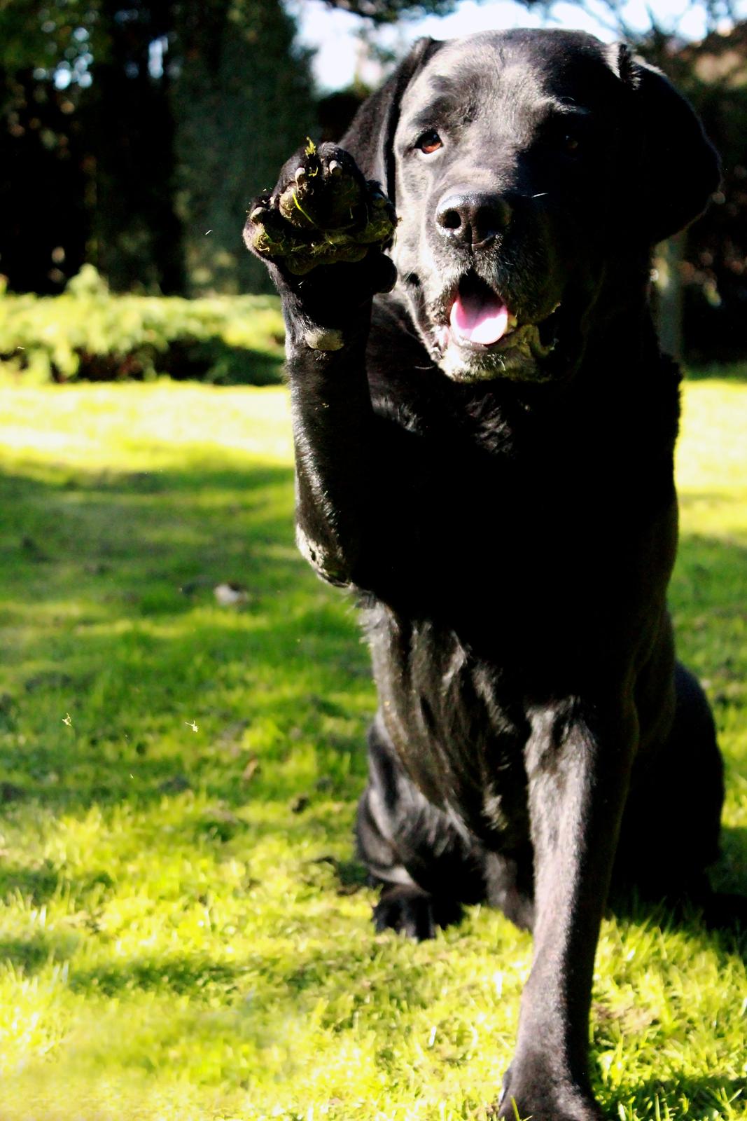 Labrador retriever Jubilant Inchgower Nevis (2003-2016) billede 15