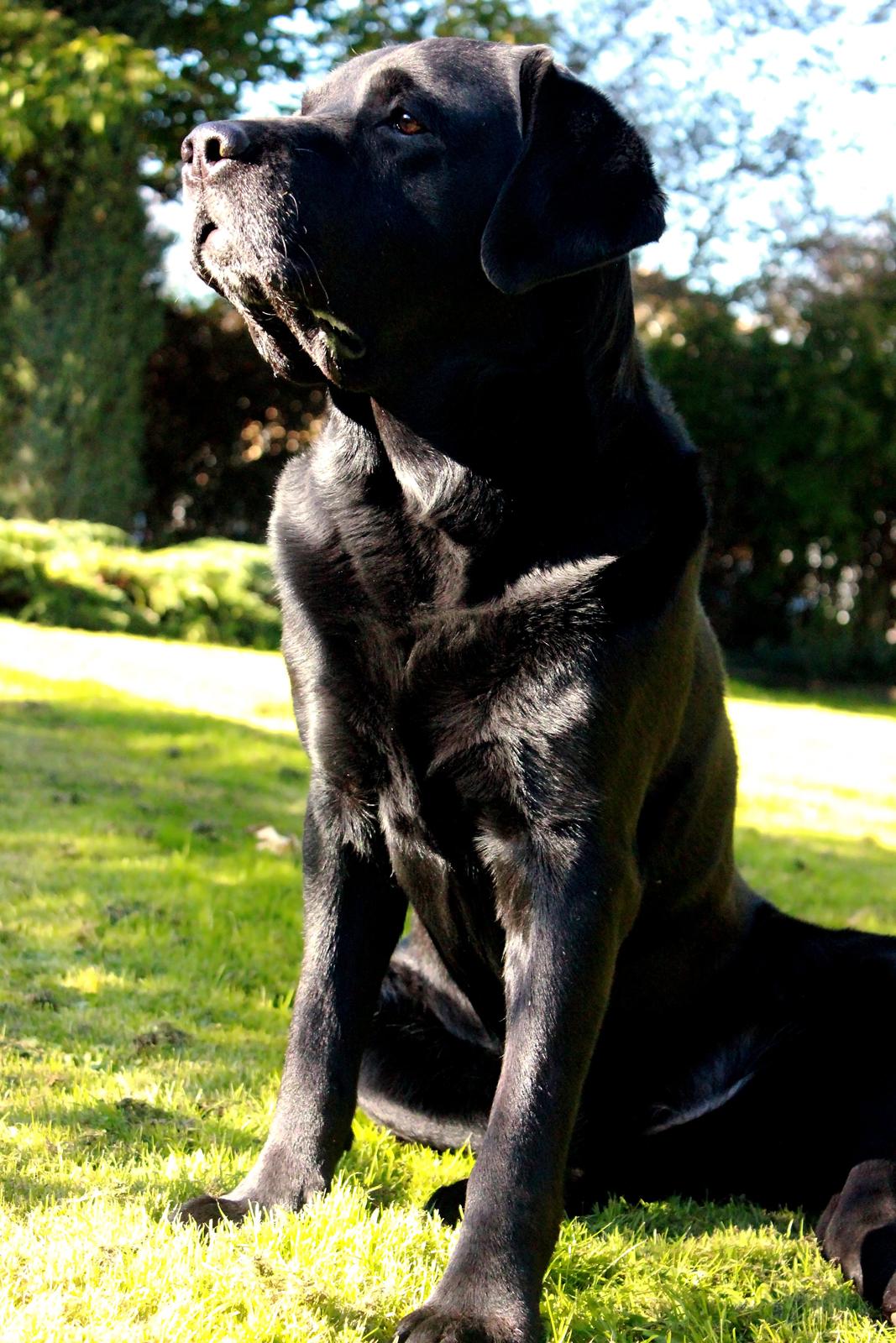 Labrador retriever Jubilant Inchgower Nevis (2003-2016) billede 16