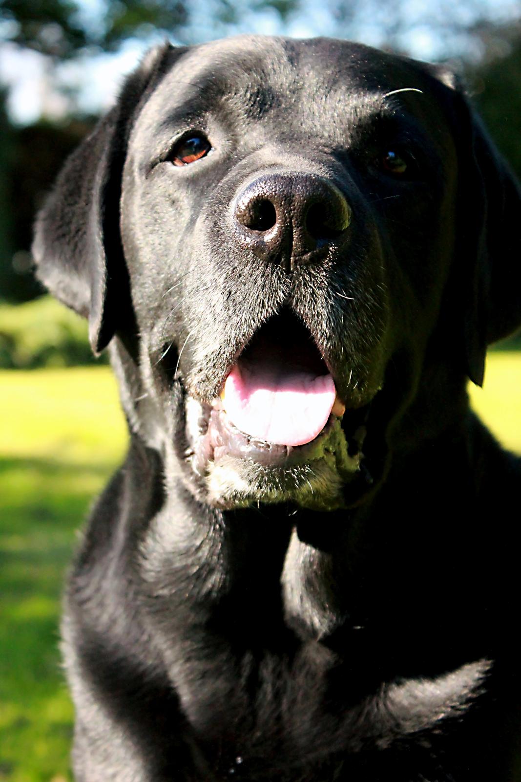 Labrador retriever Jubilant Inchgower Nevis (2003-2016) billede 17