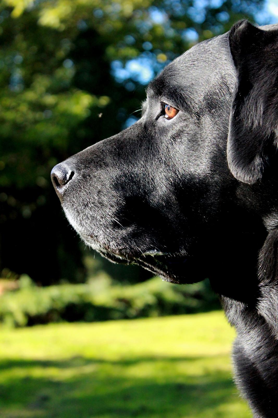 Labrador retriever Jubilant Inchgower Nevis (2003-2016) billede 18