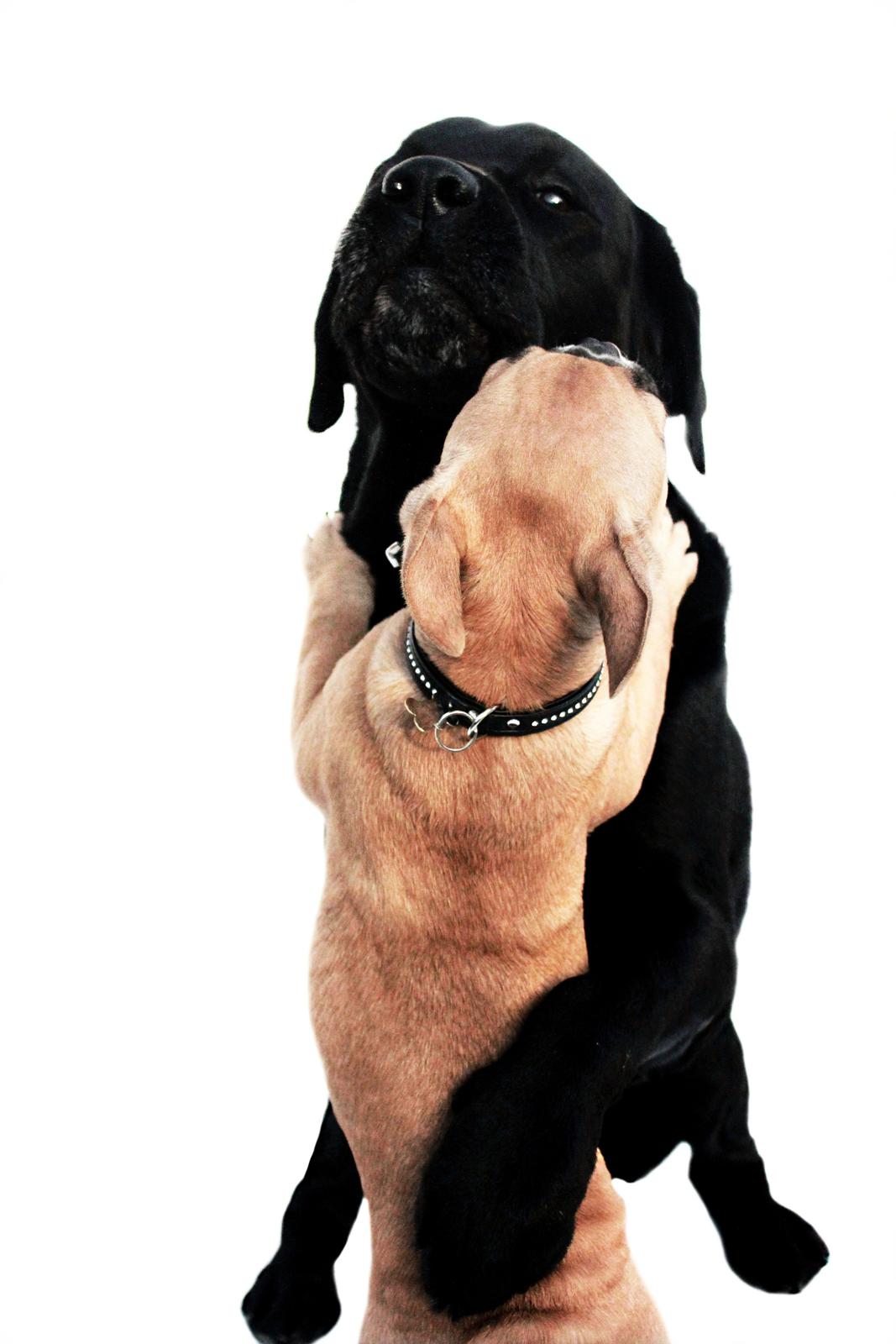 Labrador retriever Jubilant Inchgower Nevis (2003-2016) billede 19