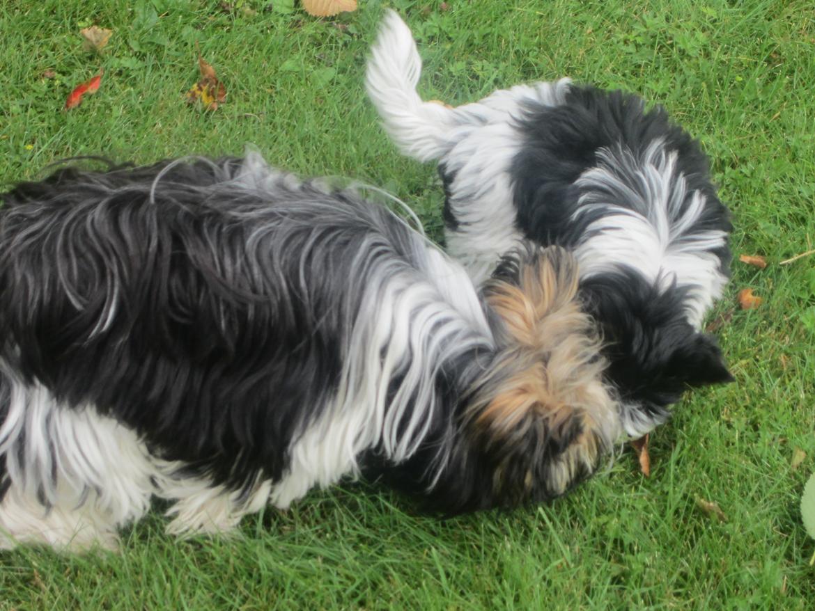 Biewer yorkshire terrier Ejner billede 6