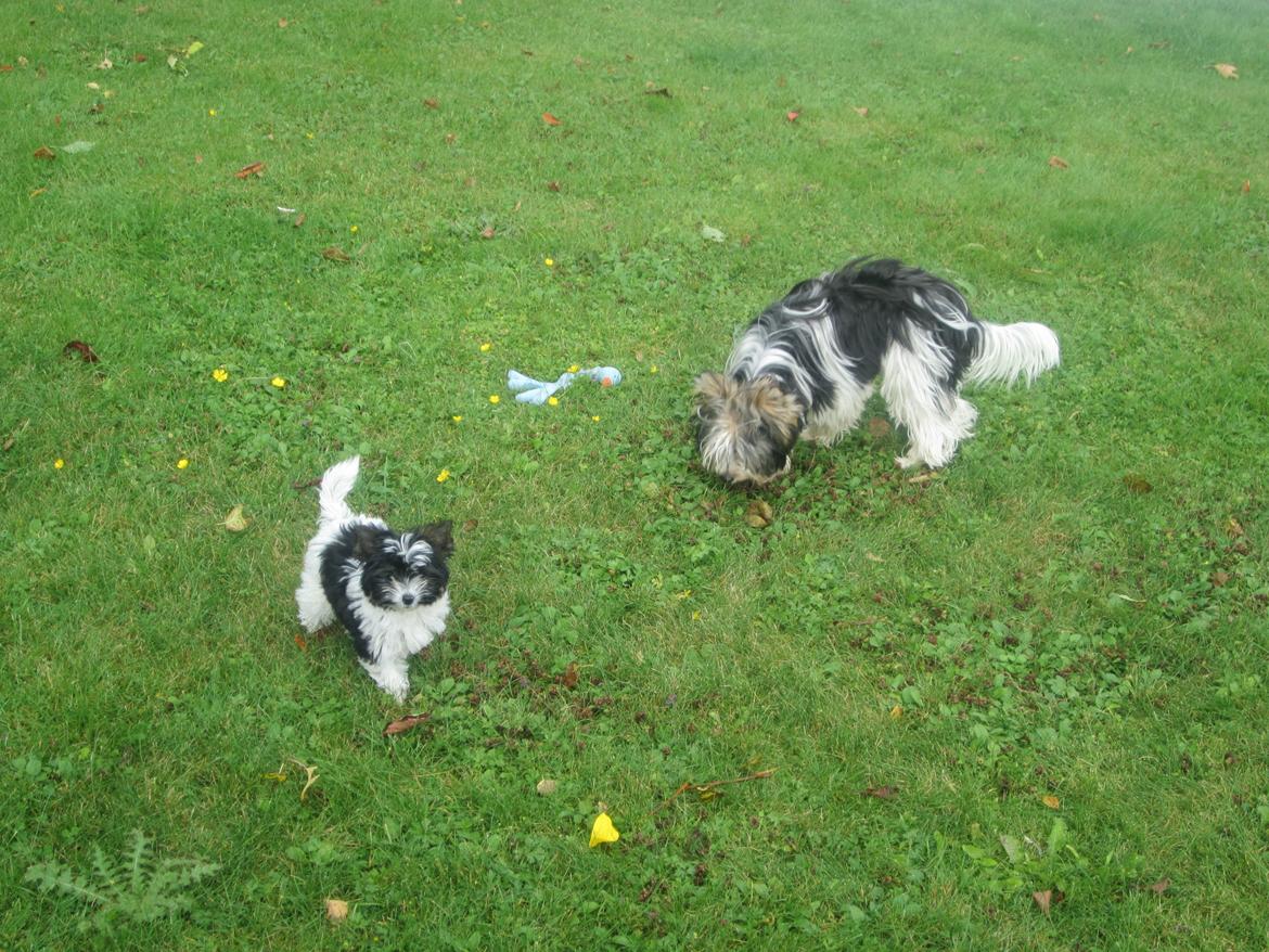 Biewer yorkshire terrier Ejner billede 7