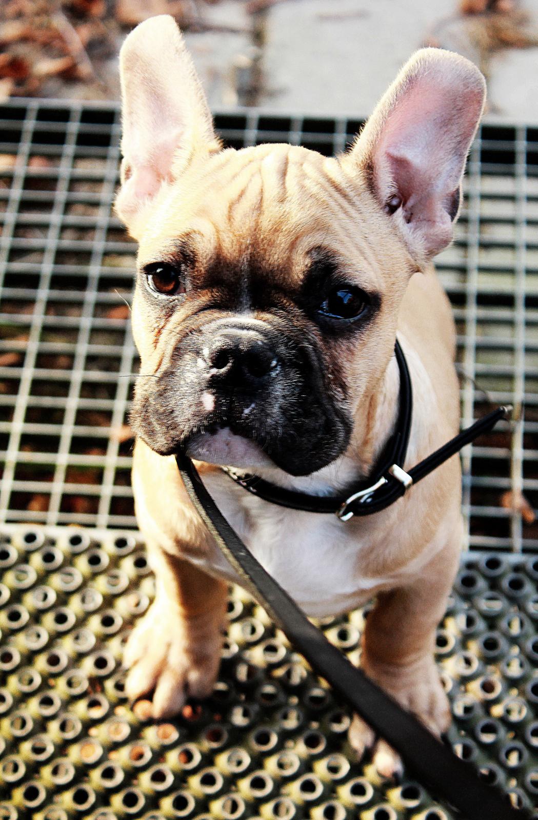 Fransk bulldog Mojo billede 4