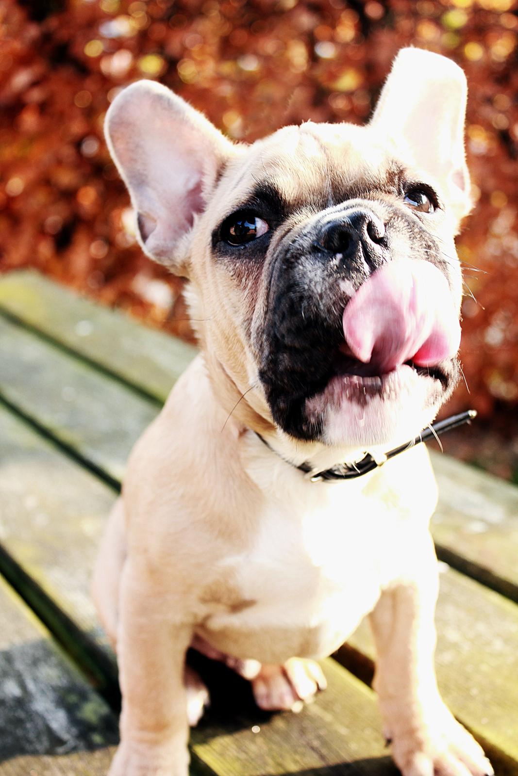 Fransk bulldog Mojo billede 5