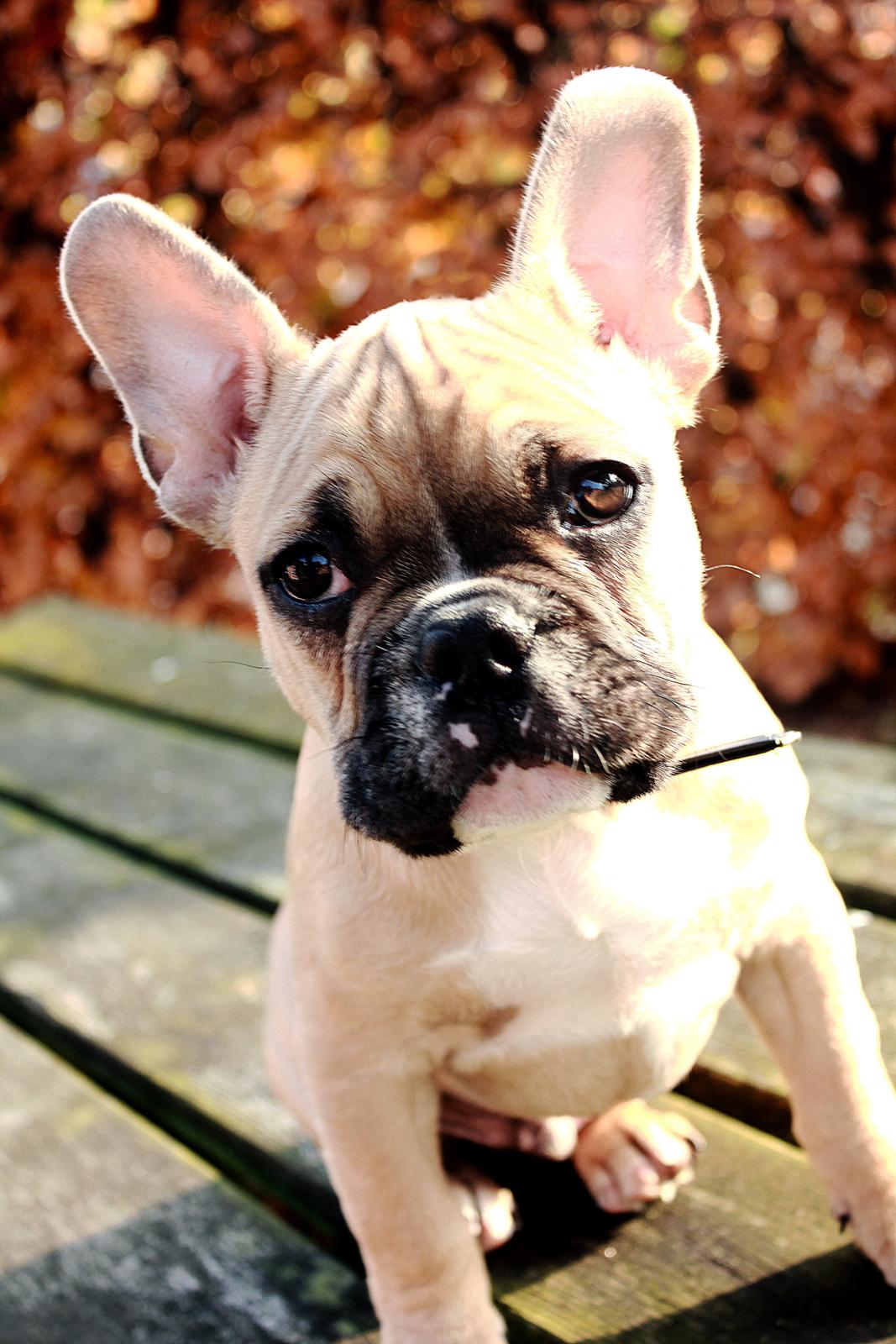 Fransk bulldog Mojo billede 6