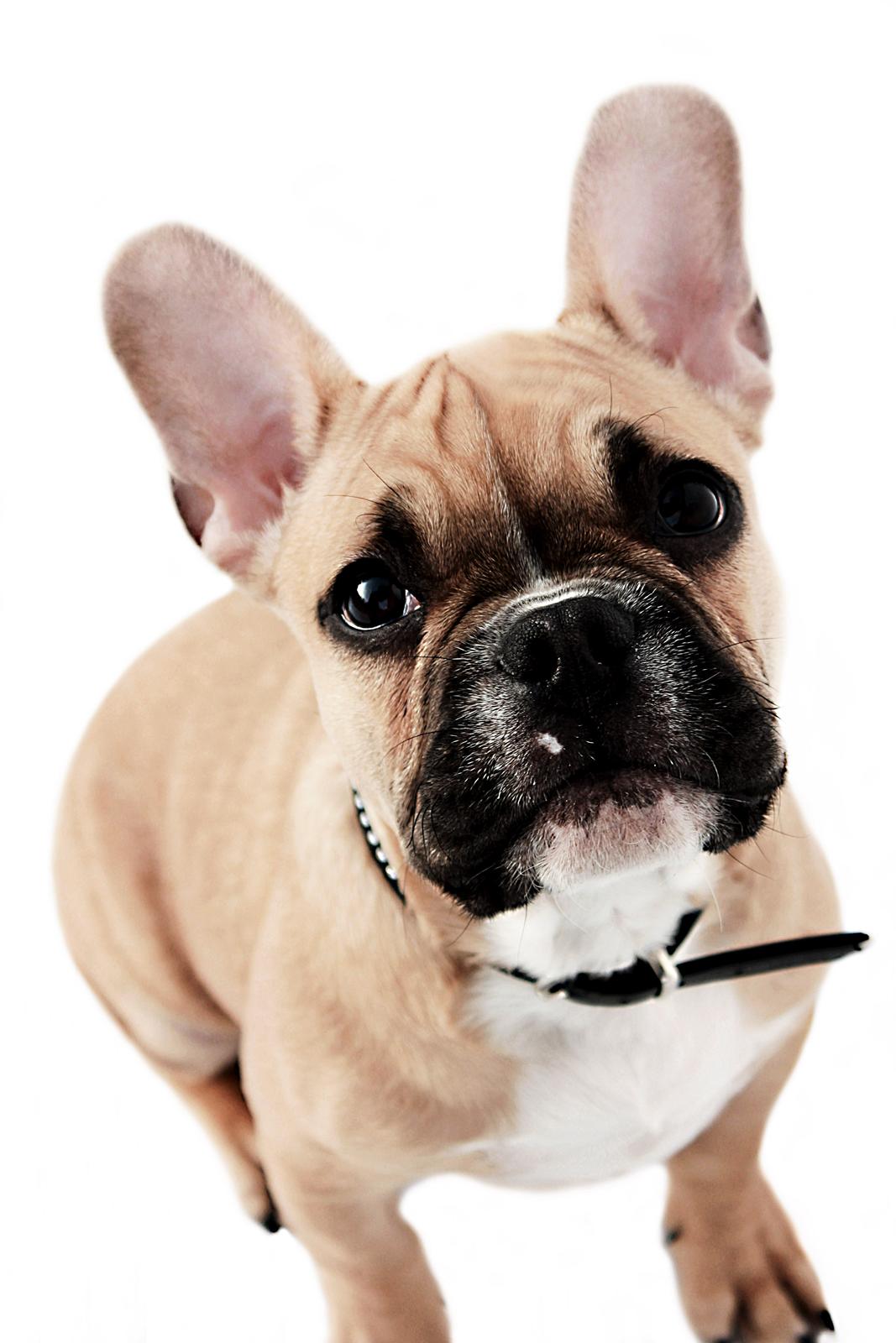 Fransk bulldog Mojo billede 7