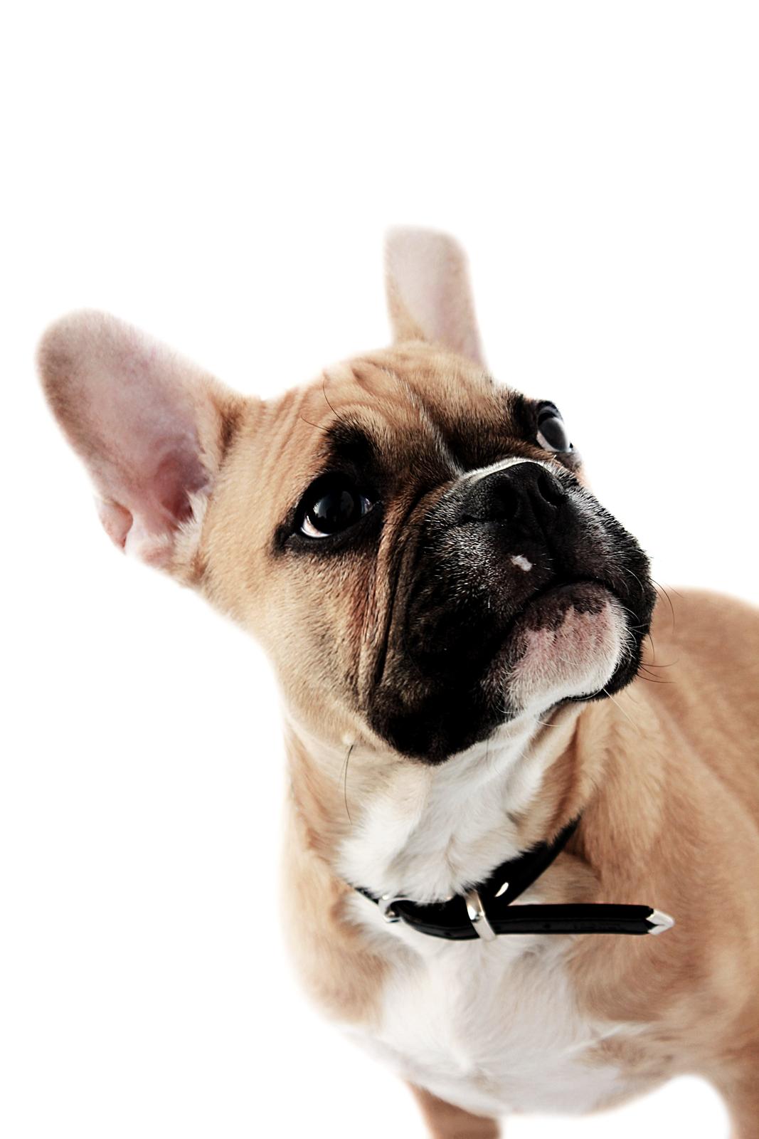 Fransk bulldog Mojo billede 8