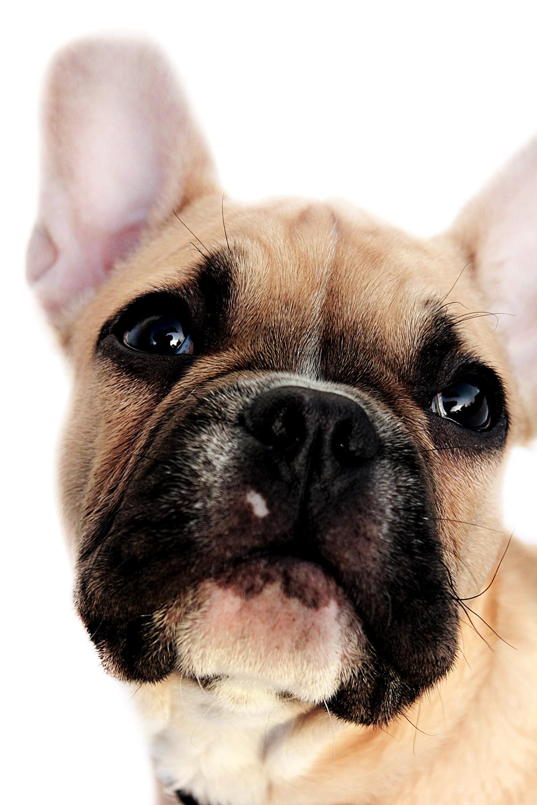 Fransk bulldog Mojo billede 9