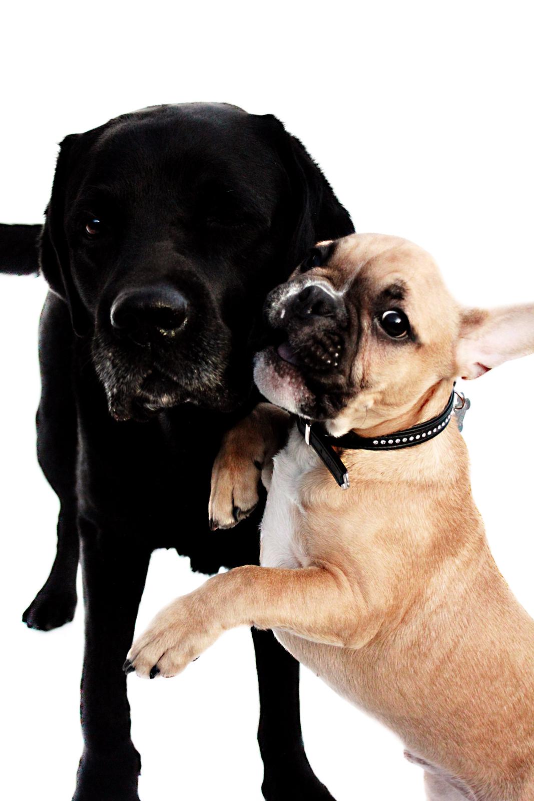 Fransk bulldog Mojo billede 10