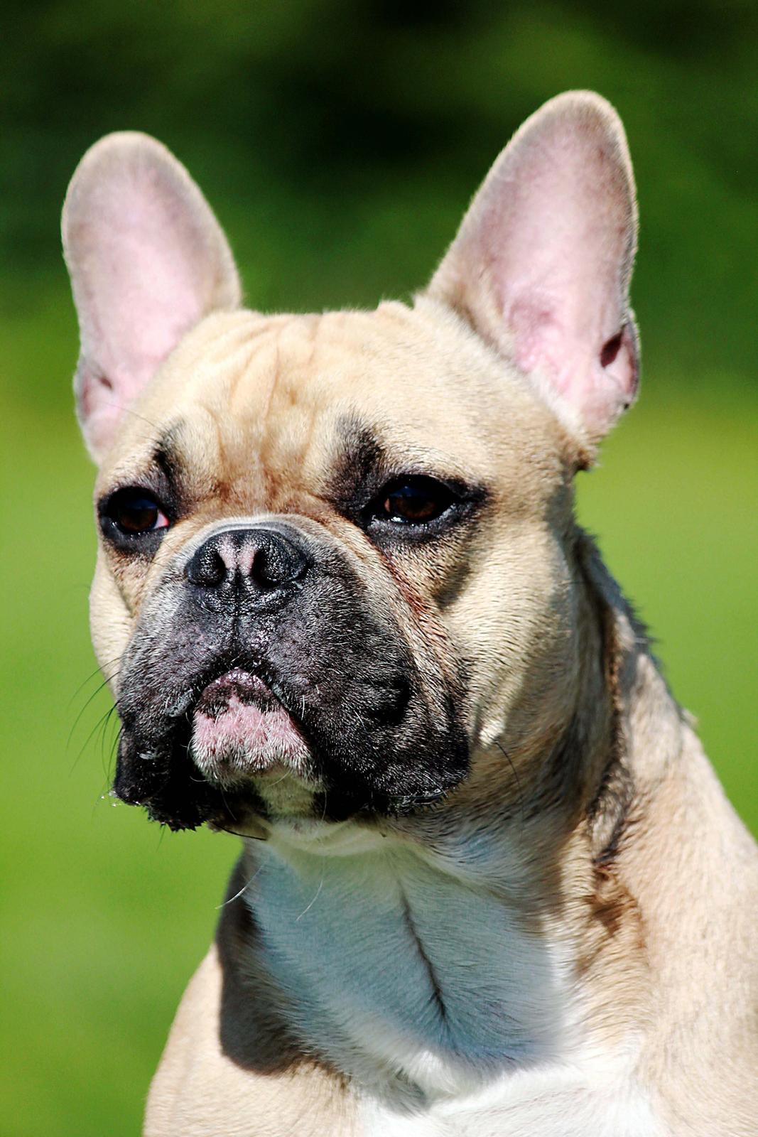 Fransk bulldog Mojo billede 11