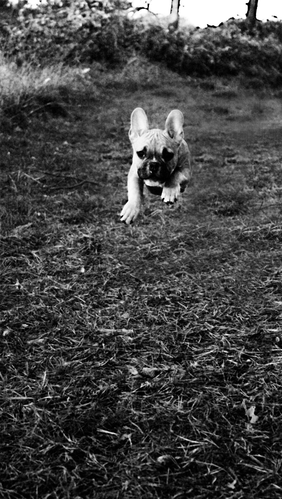 Fransk bulldog Mojo billede 12