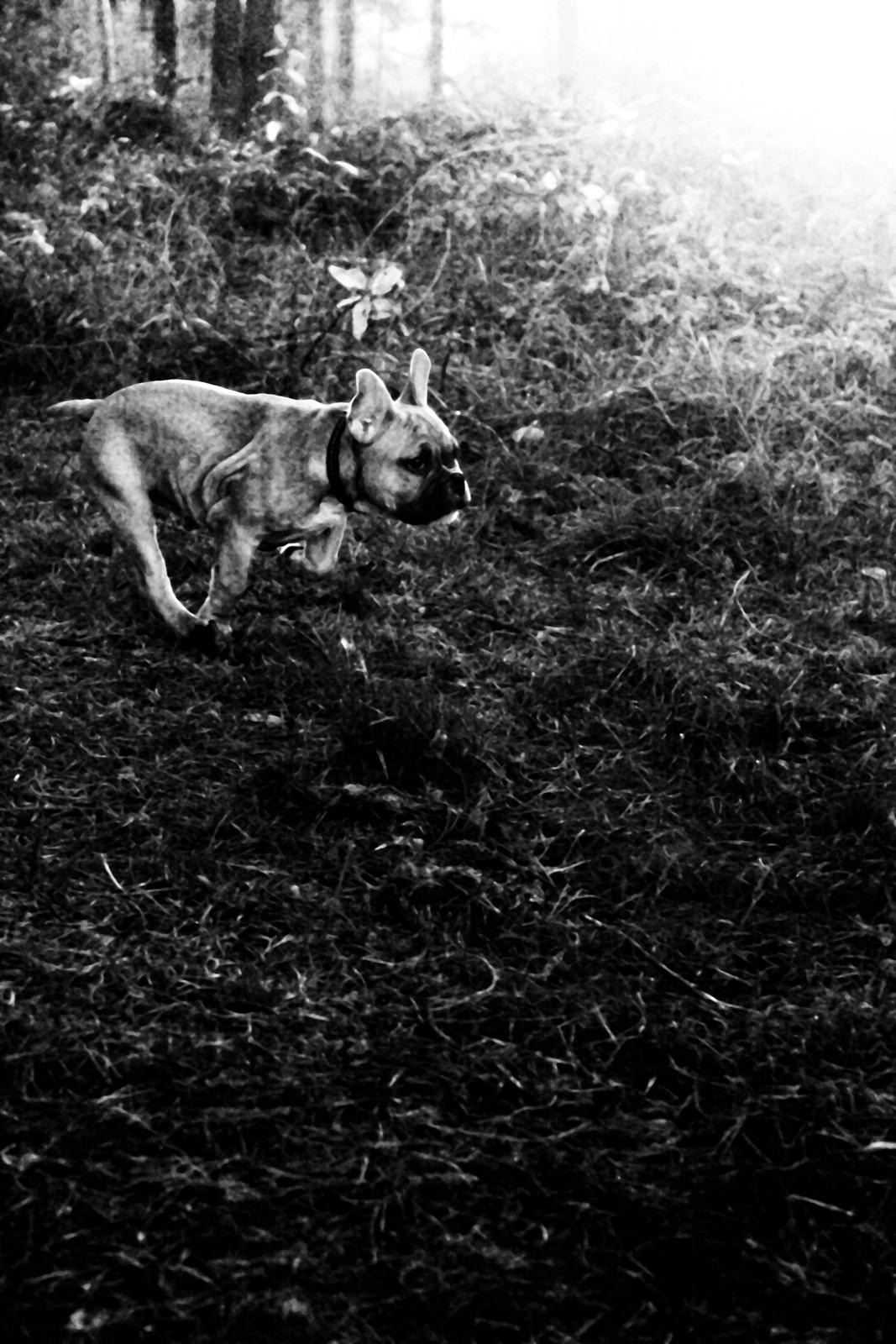 Fransk bulldog Mojo billede 13