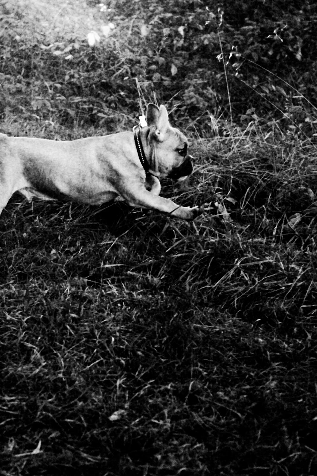 Fransk bulldog Mojo billede 14