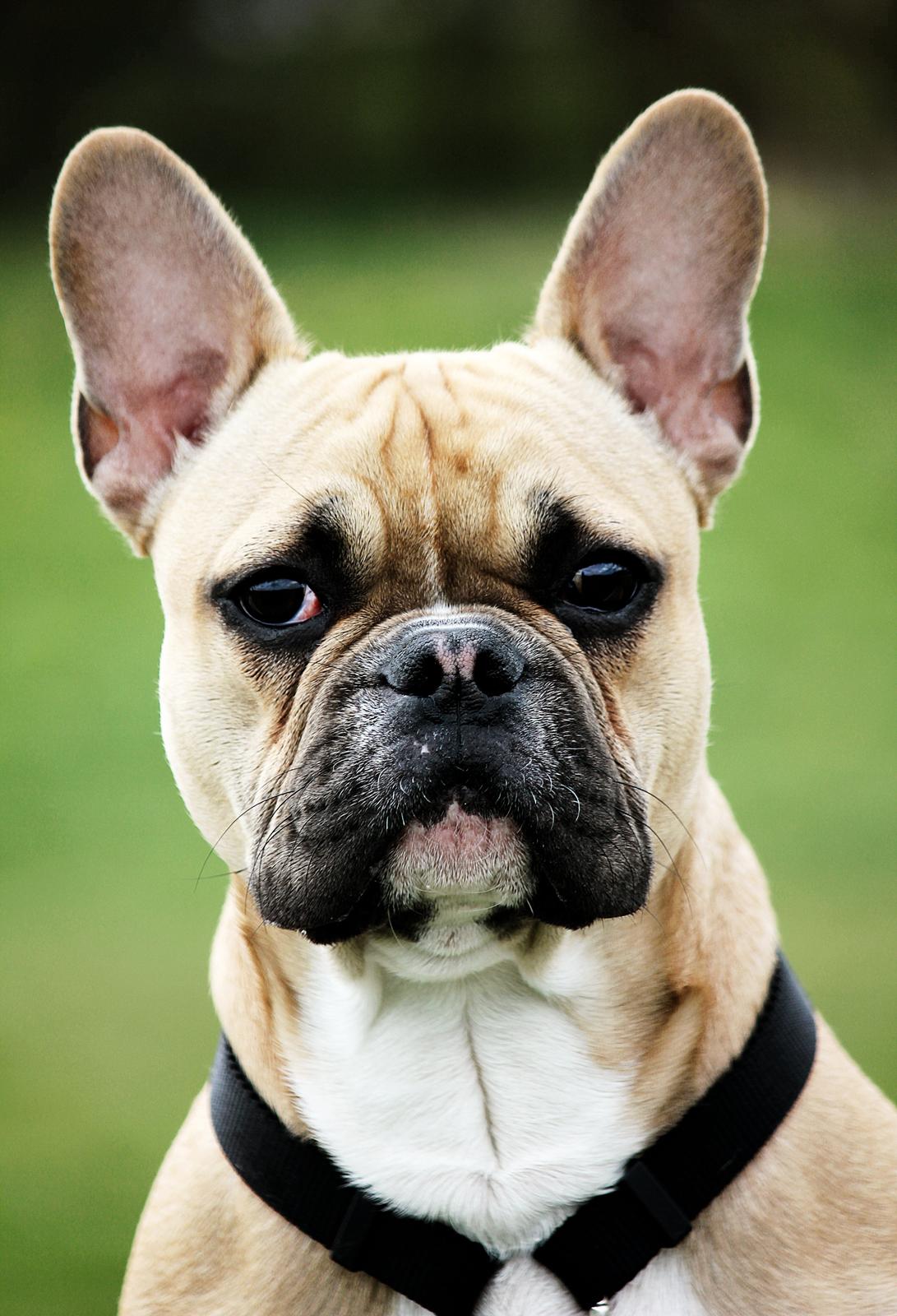 Fransk bulldog Mojo billede 15