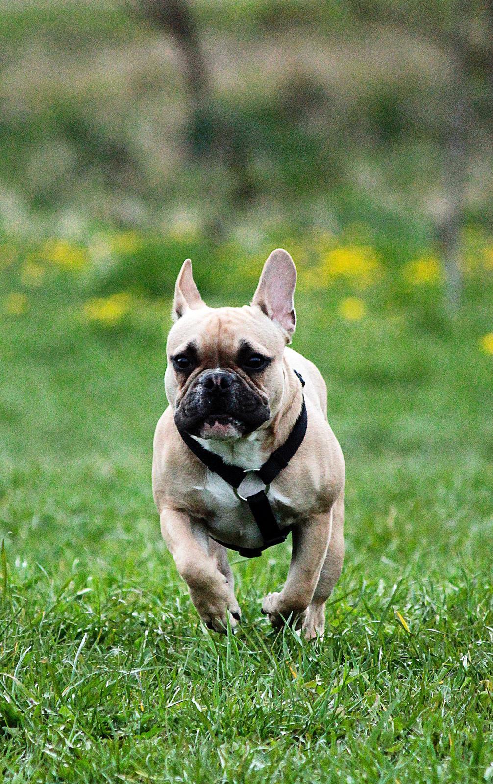 Fransk bulldog Mojo billede 16