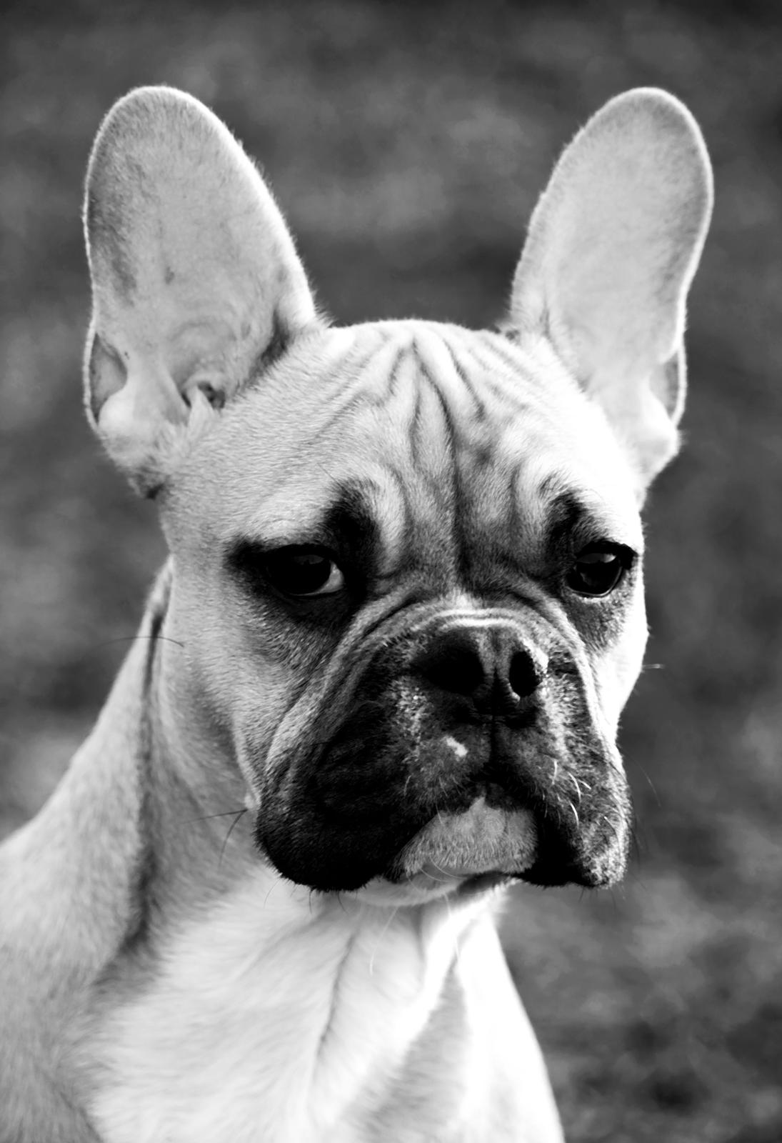 Fransk bulldog Mojo billede 17