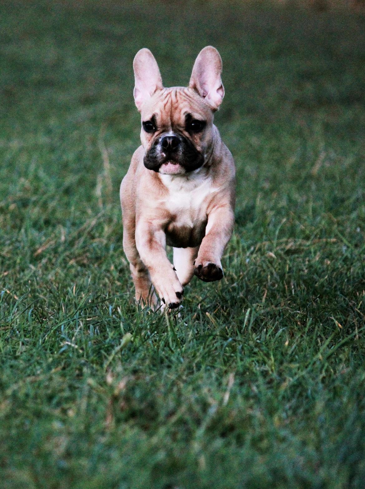 Fransk bulldog Mojo billede 18