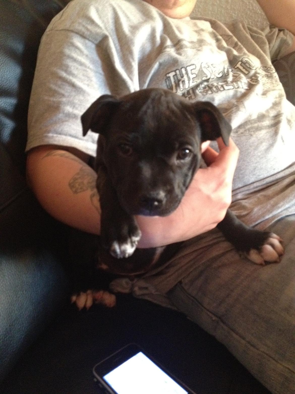 Staffordshire bull terrier Daddy - Daddy og Emil <3 billede 7