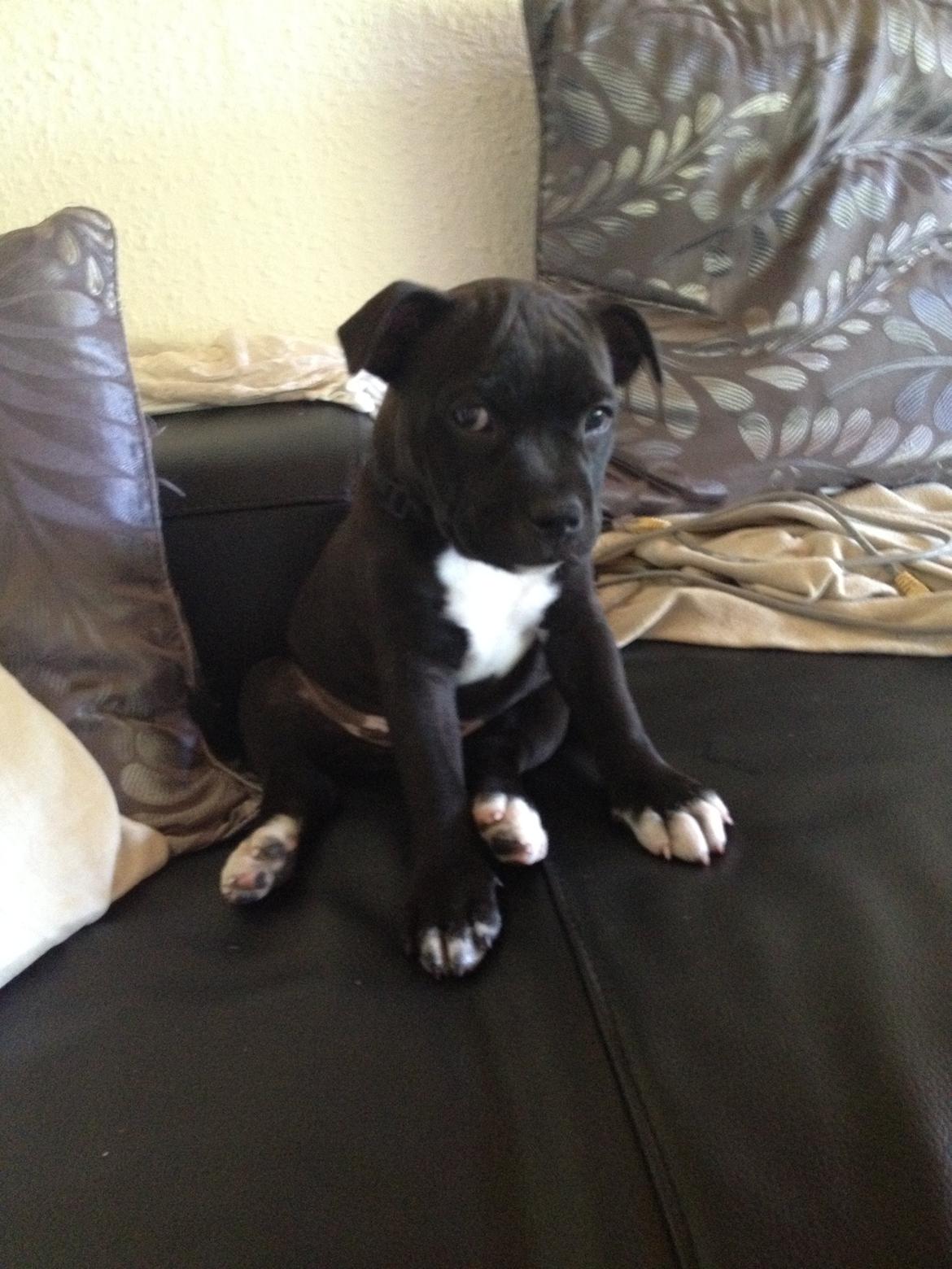 Staffordshire bull terrier Daddy - 8 uger gammel billede 8