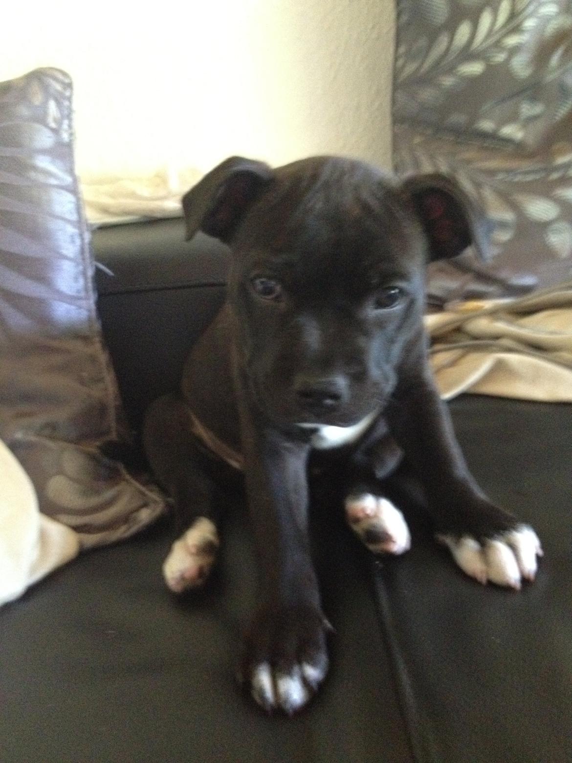 Staffordshire bull terrier Daddy - 8 uger gammel billede 9