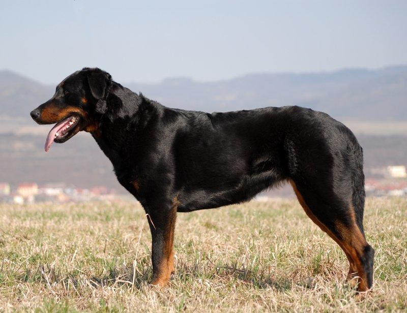 Beauceron Woodt Light Blance - Fra sidste år i Tjekkiet billede 4