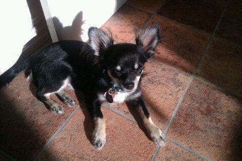 Chihuahua Tyson billede 6