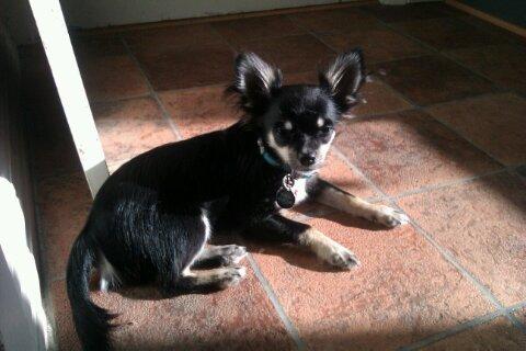 Chihuahua Tyson billede 7