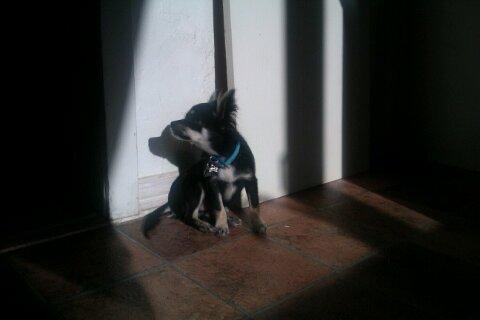 Chihuahua Tyson billede 8