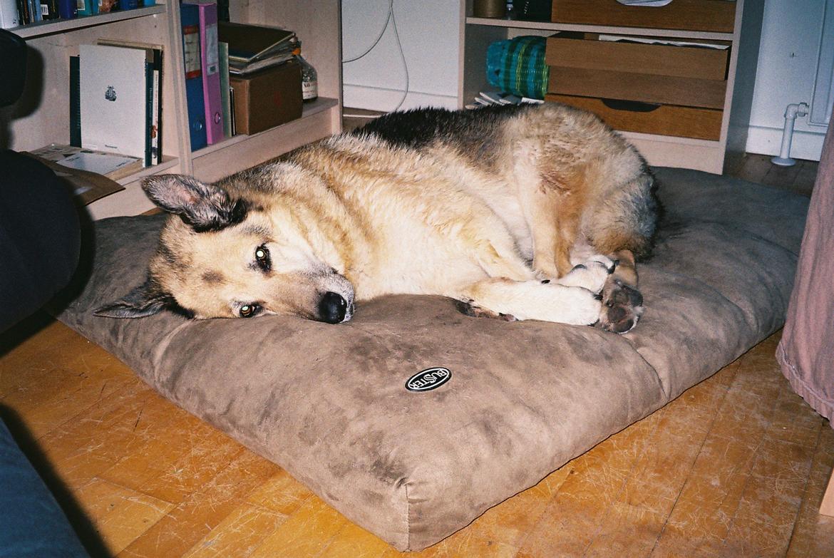 Schæferhund Yoda R.I.P - Ahhhh... dejligt med en lille lur...!!! ;-)
 billede 11