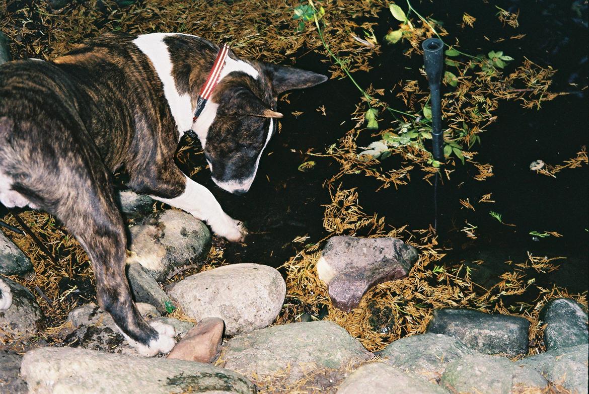 Bullterrier miniature Kenzo - Ved ikk helt hvad man skal stille op med det vand der...!! ;-) billede 16