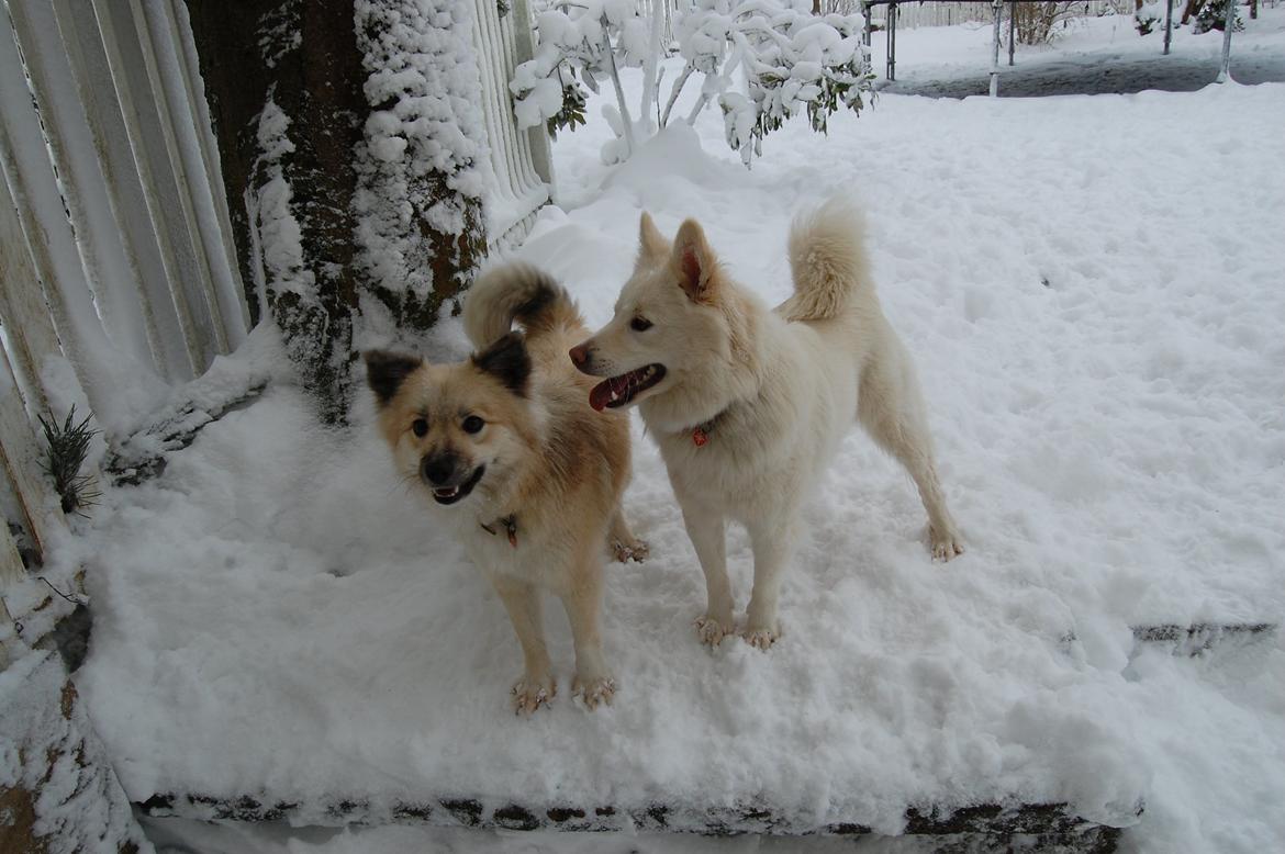 Islandsk fårehund Núna ( Nuggi ) billede 6