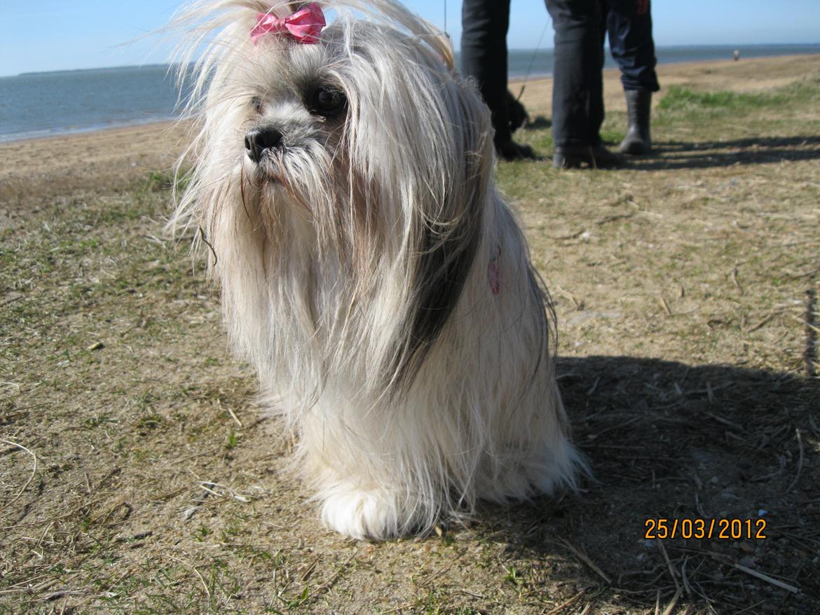Lhasa apso Bay´ Smølf billede 1