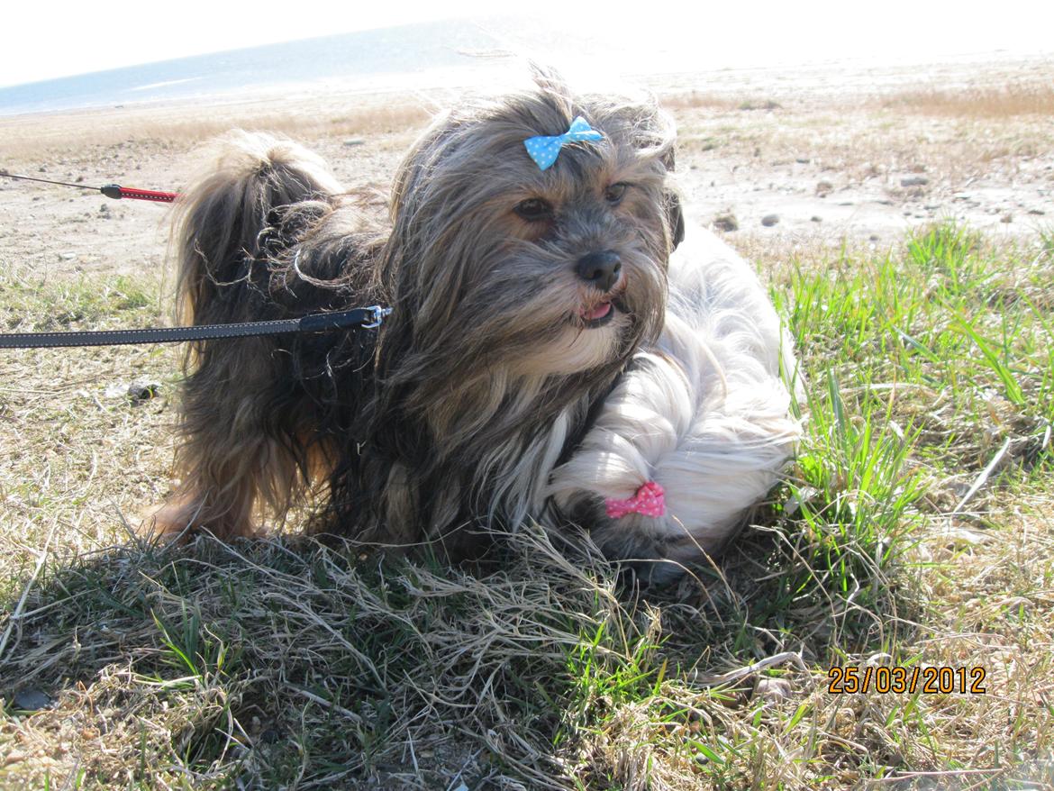 Lhasa apso Tando von Moisen of HakunaMatata billede 1