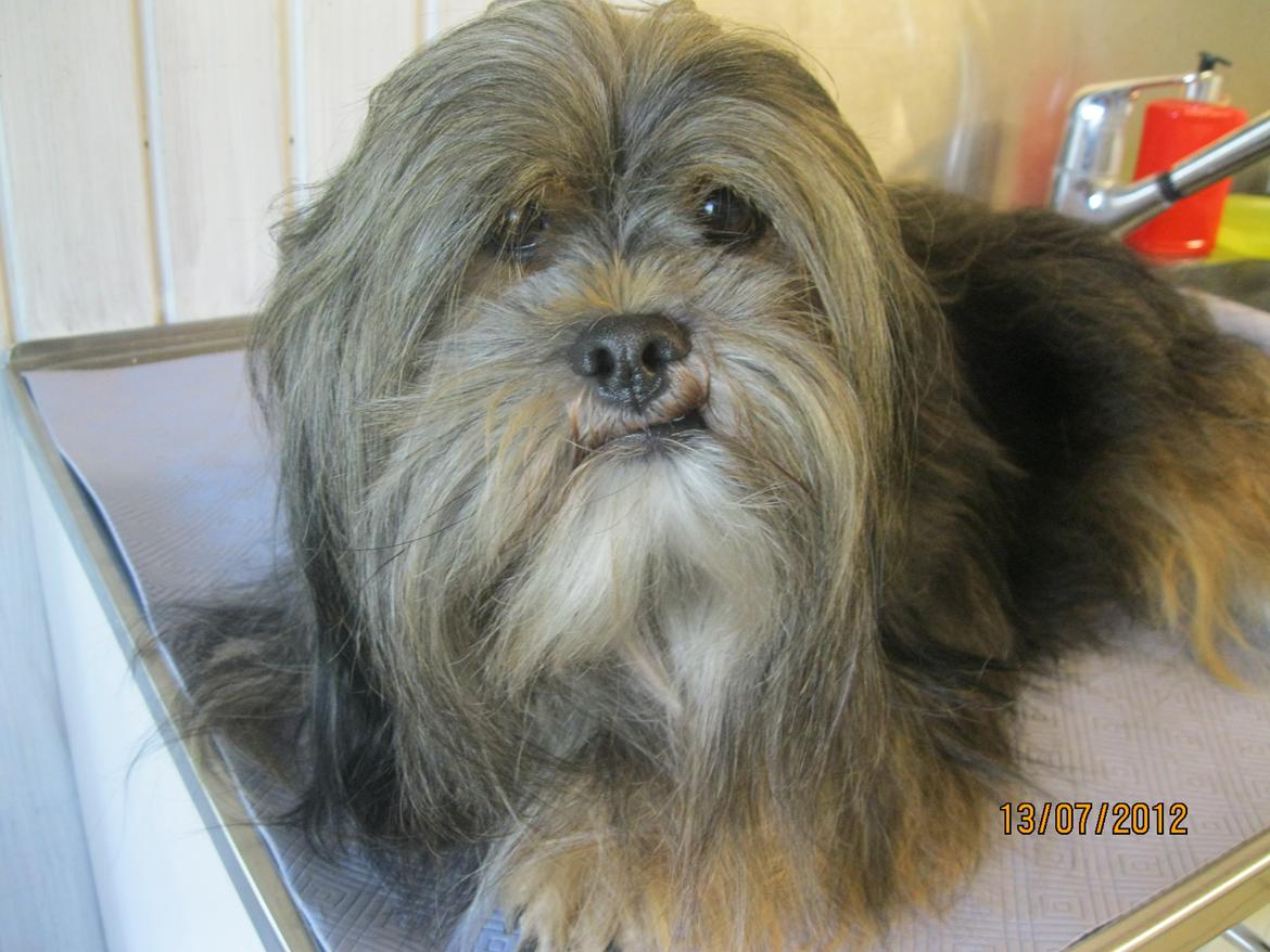 Lhasa apso Tando von Moisen of HakunaMatata billede 2