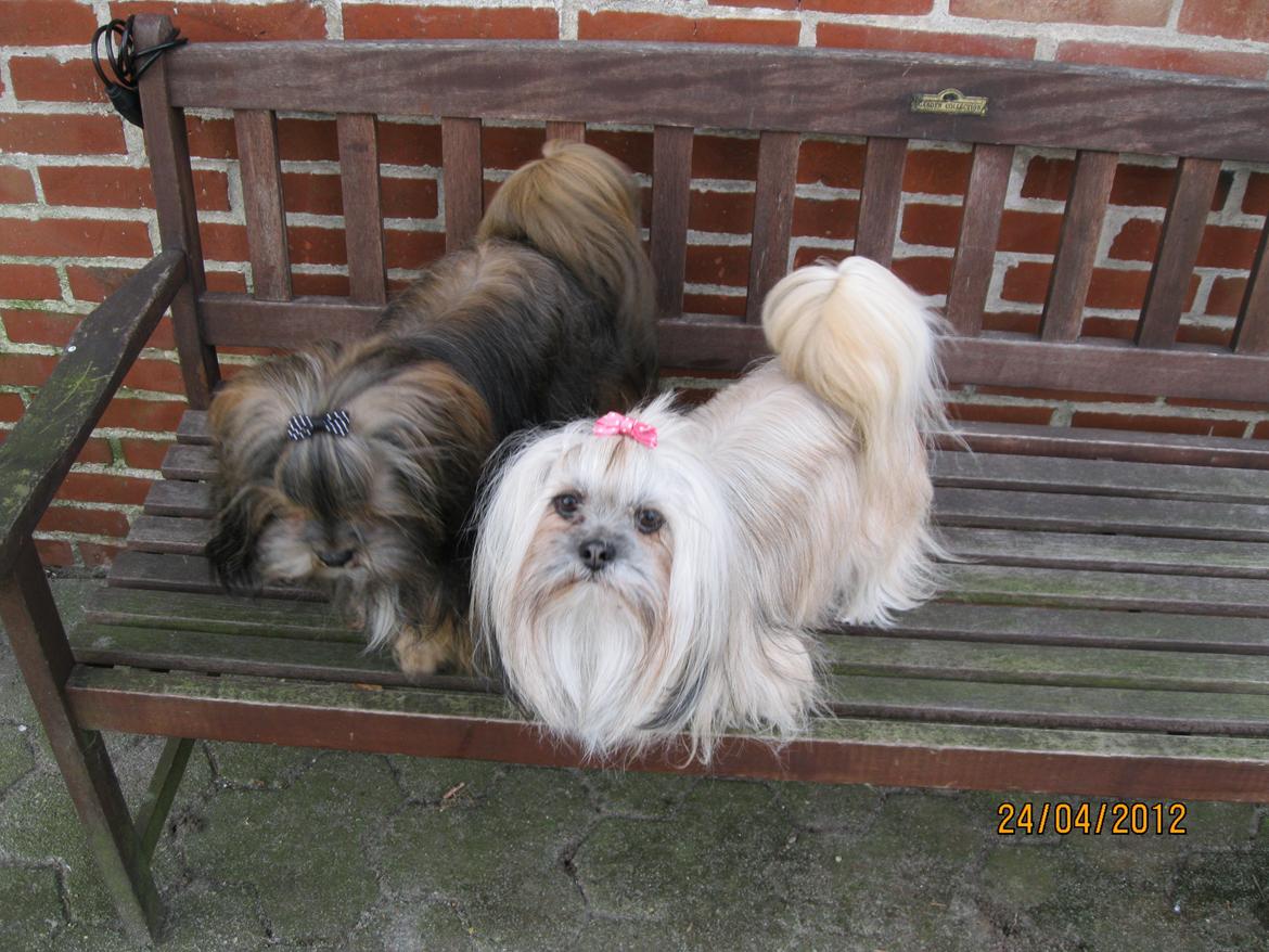 Lhasa apso Tando von Moisen of HakunaMatata billede 3