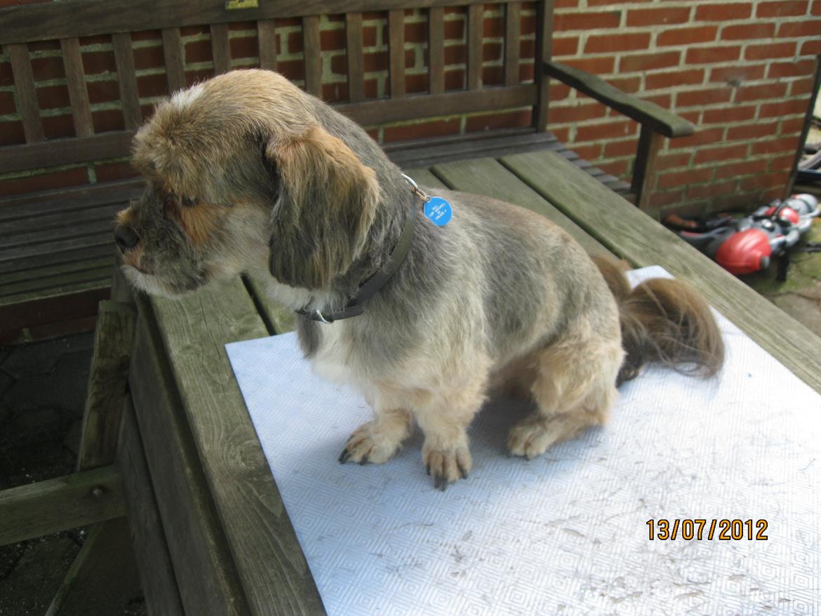 Lhasa apso Tando von Moisen of HakunaMatata billede 4