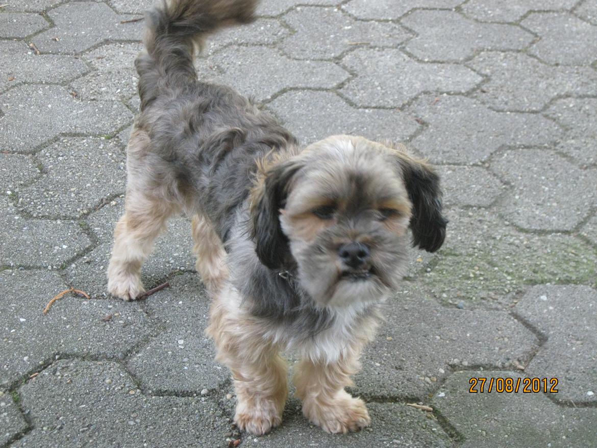 Lhasa apso Tando von Moisen of HakunaMatata - nå men det gror vel ud igen snart billede 5