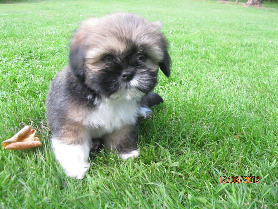 Lhasa apso Mountain High´s Selma - Har lige været i bad for første gang. billede 5