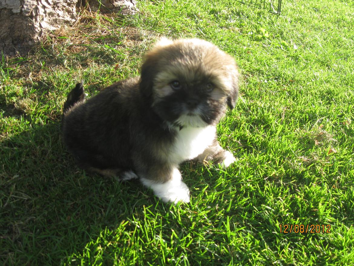 Lhasa apso Mountain High´s Selma billede 7