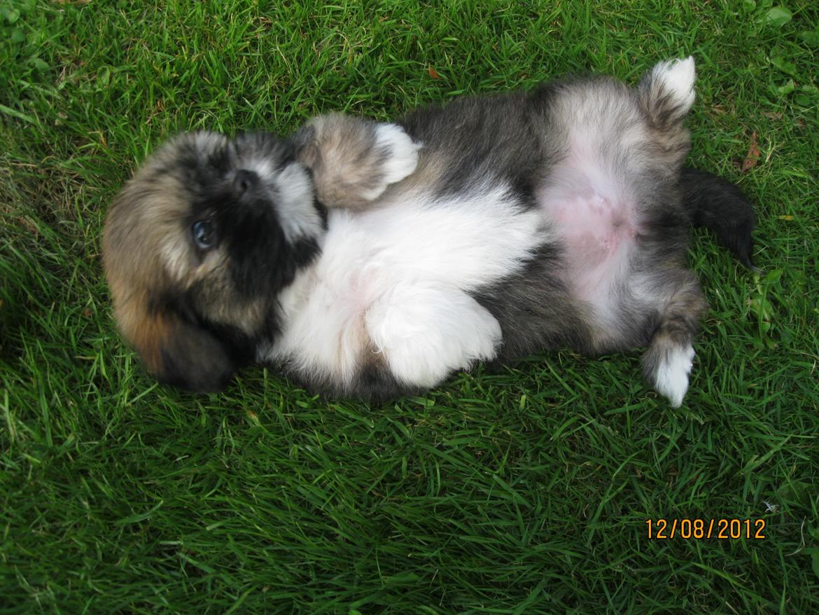 Lhasa apso Mountain High´s Selma - Vil hellere lugte af græs i stedet for shampoo billede 6