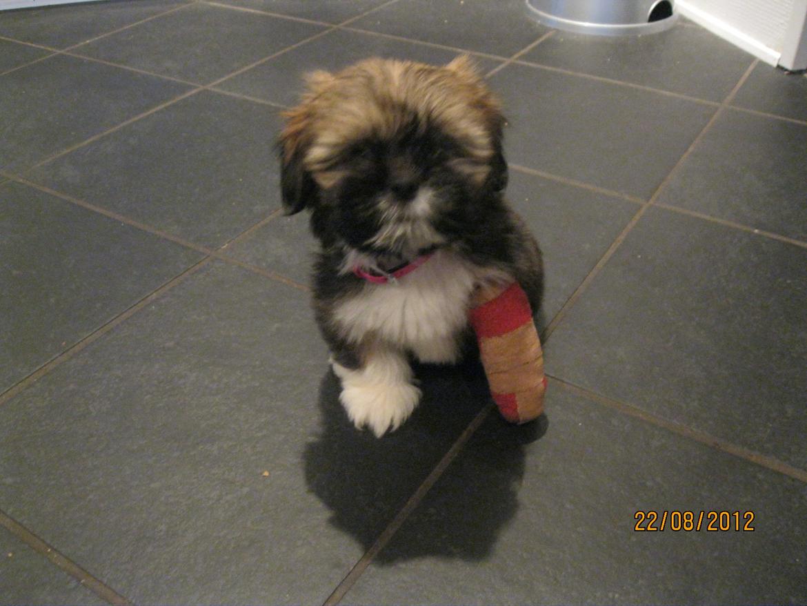 Lhasa apso Mountain High´s Selma - Et stk brækket ben. måske skulle jeg ikke lege så vildt fremover! billede 8
