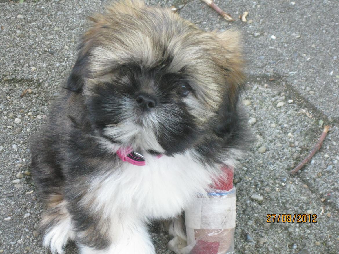 Lhasa apso Mountain High´s Selma - Man kan vel altid se sød ud når der tages billeder billede 9
