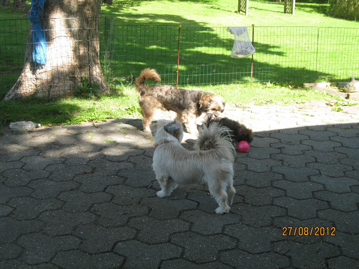Lhasa apso Mountain High´s Selma - mine bofæller og mig billede 10