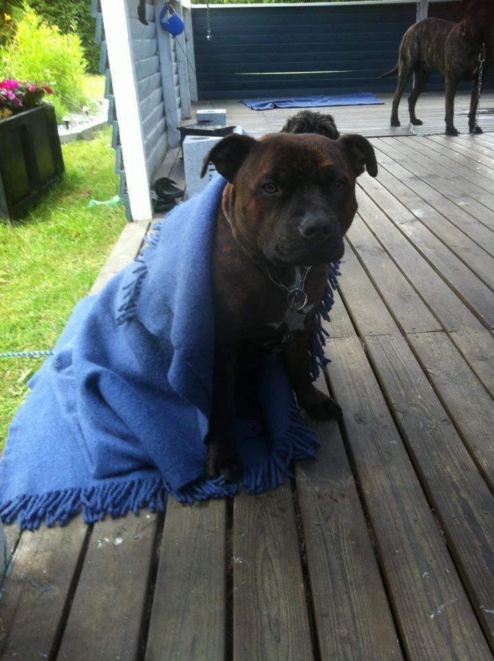 Staffordshire bull terrier Argo billede 20